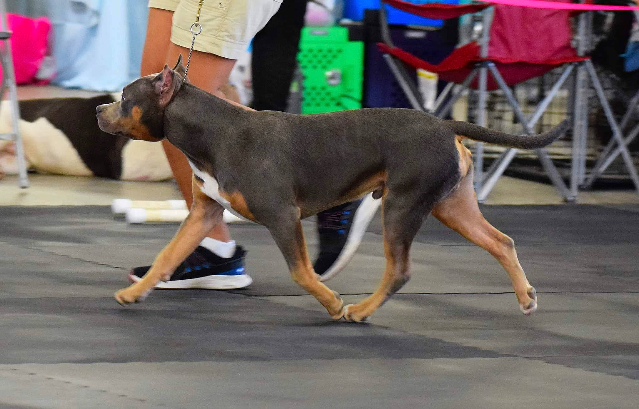 Fuse is registered to the contest to win money with this photo: animal_sports, calf, carnivore, collar, companion_dog, dobermann, dog, dog_breed, dog_sports, dog_supply, event, foot, guard_dog, human_leg, junior_showmanship, knee, thigh, toy_dog, working_animal, working_dog