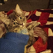 Raider is registered to the contest to win money with this photo: animal, blanket, carpet, cat, cozy, curious_eyes, cute, domestic_cat, feline, furniture, gray_tabby, home, indoor, knitted_sweater, living_room, pet, relaxed, resting, soft_texture, warm_lighting