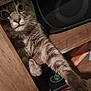 animal, cat, claw, closeup, cozy, curious, eyes, feline, fur, furniture, home, indoors, moto_g_power, paw, pet, speaker, stretching, technology, whiskers, wooden_shelf