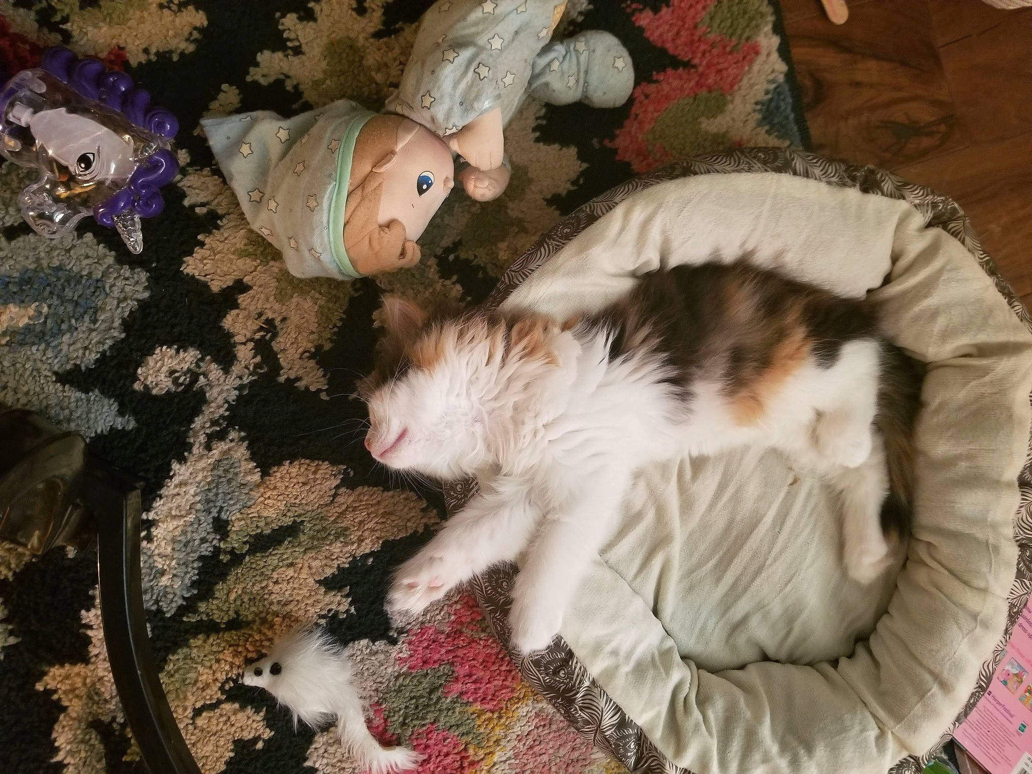 Kiss is registered to the contest to win money with this photo: carnivore, cat, claw, comfort, domestic_short_haired_cat, fawn, felidae, fur, grass, lap, linens, pattern, paw, plant, small_to_medium_sized_cats, tail, tree, whiskers, wood, wool