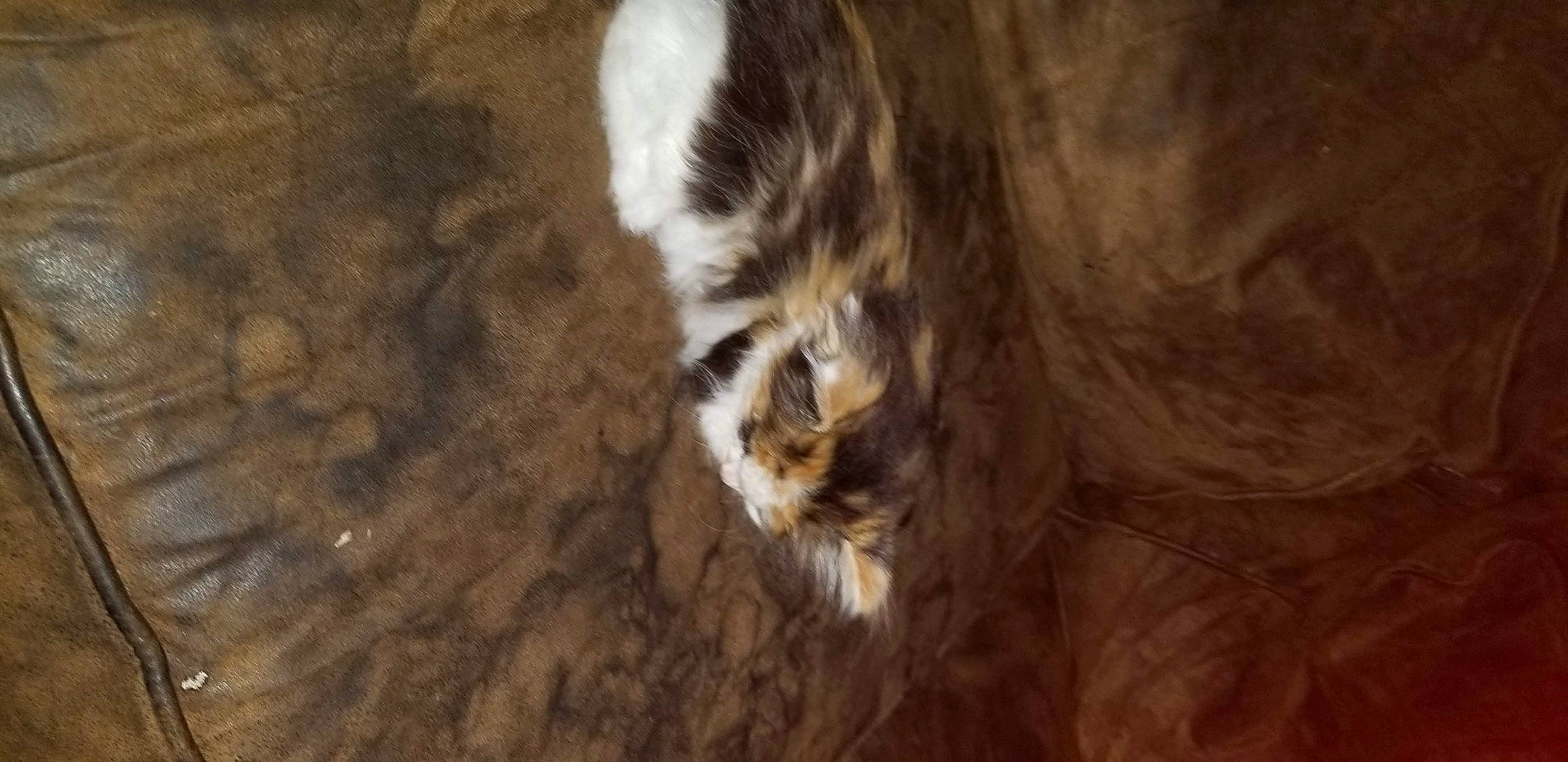 Kiss joined the competition — help win amazing prizes! carnivore, cat, claw, dog_breed, domestic_short_haired_cat, felidae, flooring, fur, hardwood, human_leg, paw, small_to_medium_sized_cats, snout, sporting_group, tail, terrestrial_animal, tree, whiskers, wildlife, wood