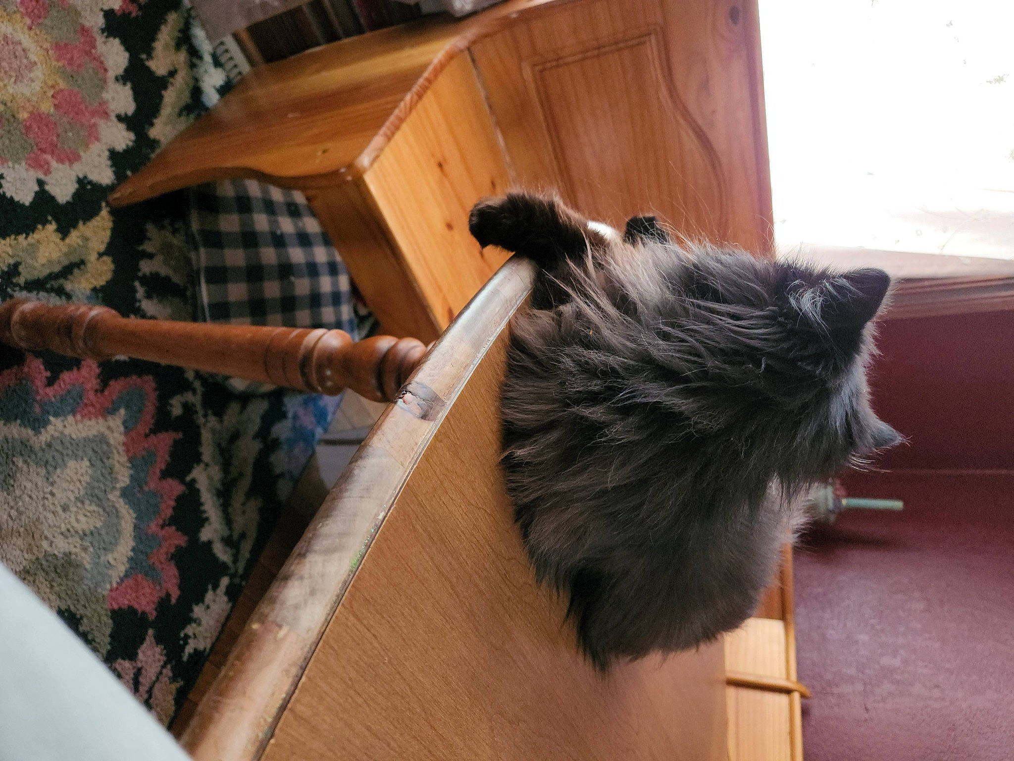 Persia is registered to the contest to win money with this photo: box, canidae, claw, fawn, felidae, flooring, fur, hardwood, mammal, muroidea, natural_material, rat, rodent, small_to_medium_sized_cats, tail, whiskers, wood, wood_stain