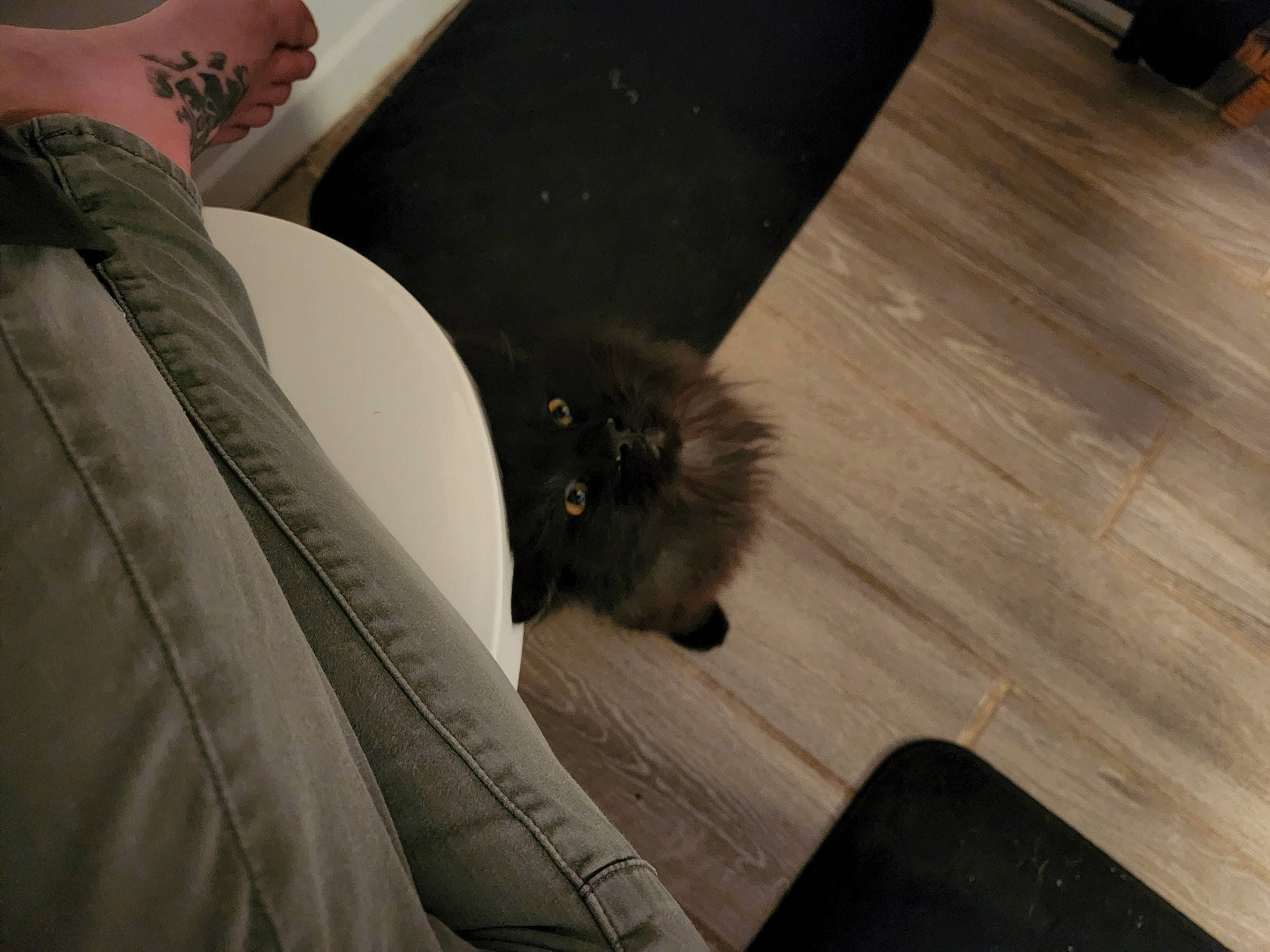 Persia joined the competition — help win amazing prizes! carnivore, comfort, companion_dog, dog_breed, felidae, floor, flooring, foot, fur, grey, hardwood, human_leg, laminate_flooring, small_to_medium_sized_cats, tail, thigh, tints_and_shades, whiskers, wood, wood_flooring