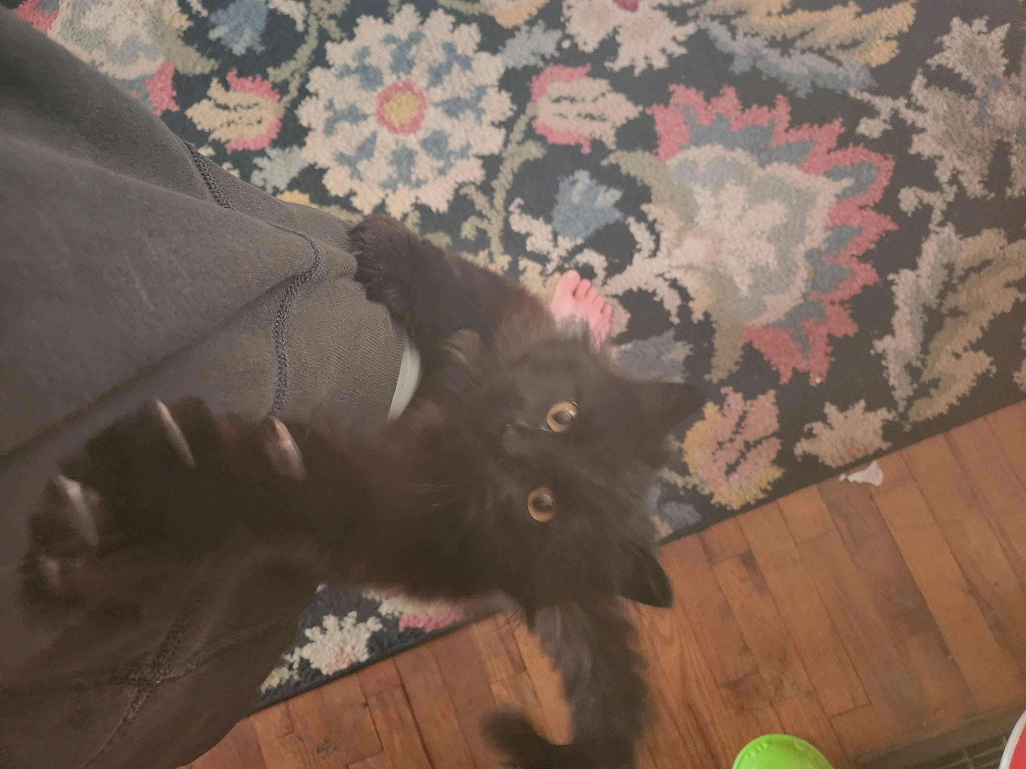 Persia is registered to the contest to win money with this photo: black_cat, brown, carnivore, cat, comfort, dog_breed, domestic_short_haired_cat, fawn, felidae, flooring, fur, grey, hardwood, pattern, small_to_medium_sized_cats, tail, textile, whiskers, wood, wood_stain