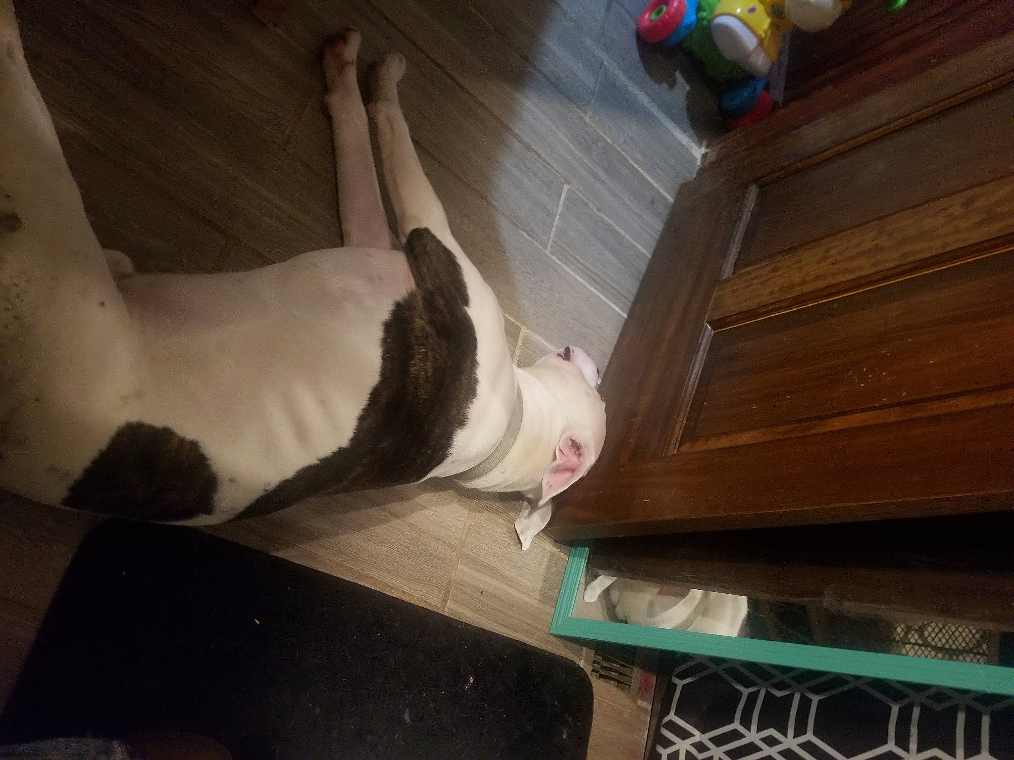 Bow is registered to the contest to win money with this photo: ceiling, comfort, companion_dog, dog, felidae, floor, flooring, foot, fun, fur, hardwood, human_leg, knee, mammal, room, small_to_medium_sized_cats, sporting_group, tail, wood, wood_stain