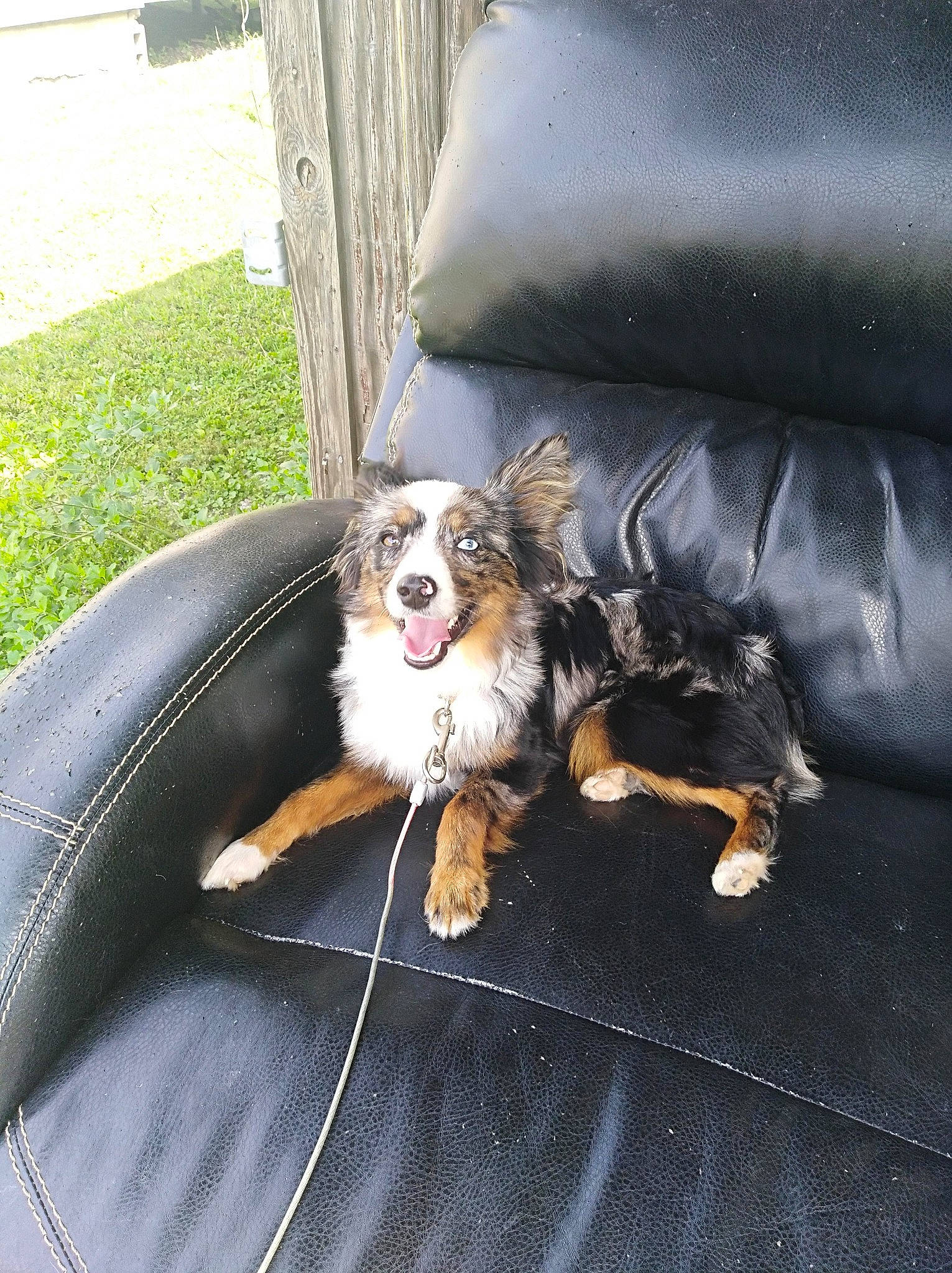 Leroy joined the competition — help win amazing prizes! auto_part, canidae, carnivore, comfort, companion_dog, dog, dog_breed, dog_supply, fur, grass, mammal, paw, plant, pomeranian, sporting_group, terrier, toy_dog, vehicle_door, wheel, windshield