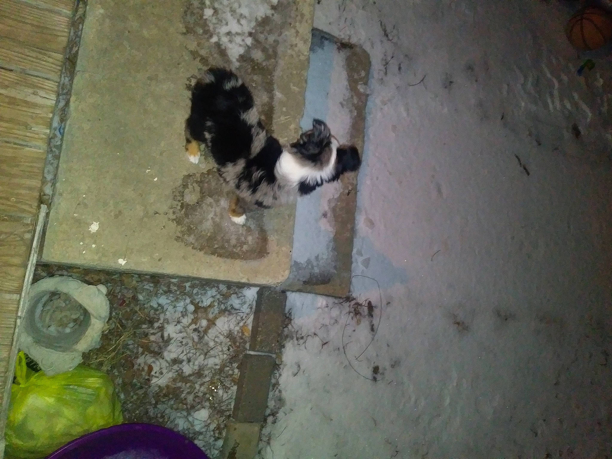 Leroy joined the competition — help win amazing prizes! art, canidae, carnivore, companion_dog, concrete, dog_breed, felidae, floor, flooring, fur, shadow, sidewalk, small_to_medium_sized_cats, soil, sporting_group, stain, tail, visual_arts, wall, wood