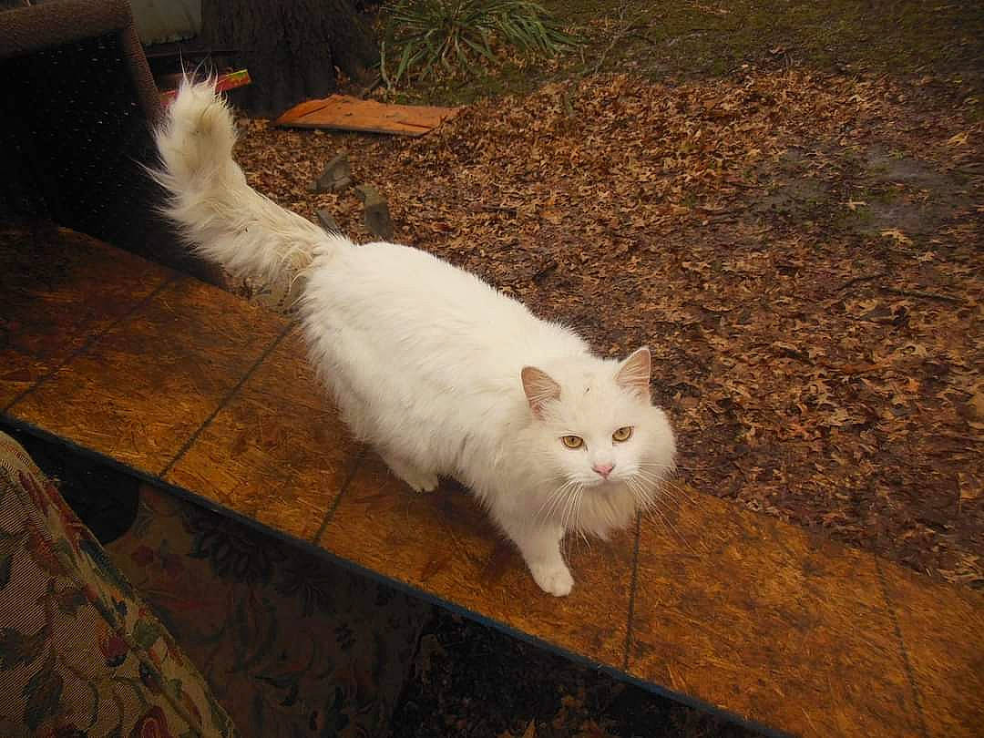 Arista is registered to the contest to win money with this photo: carnivore, cat, domestic_short_haired_cat, eye, fawn, felidae, flooring, fur, grass, hardwood, paw, plant, road_surface, shadow, small_to_medium_sized_cats, snout, tail, terrestrial_animal, whiskers, wood