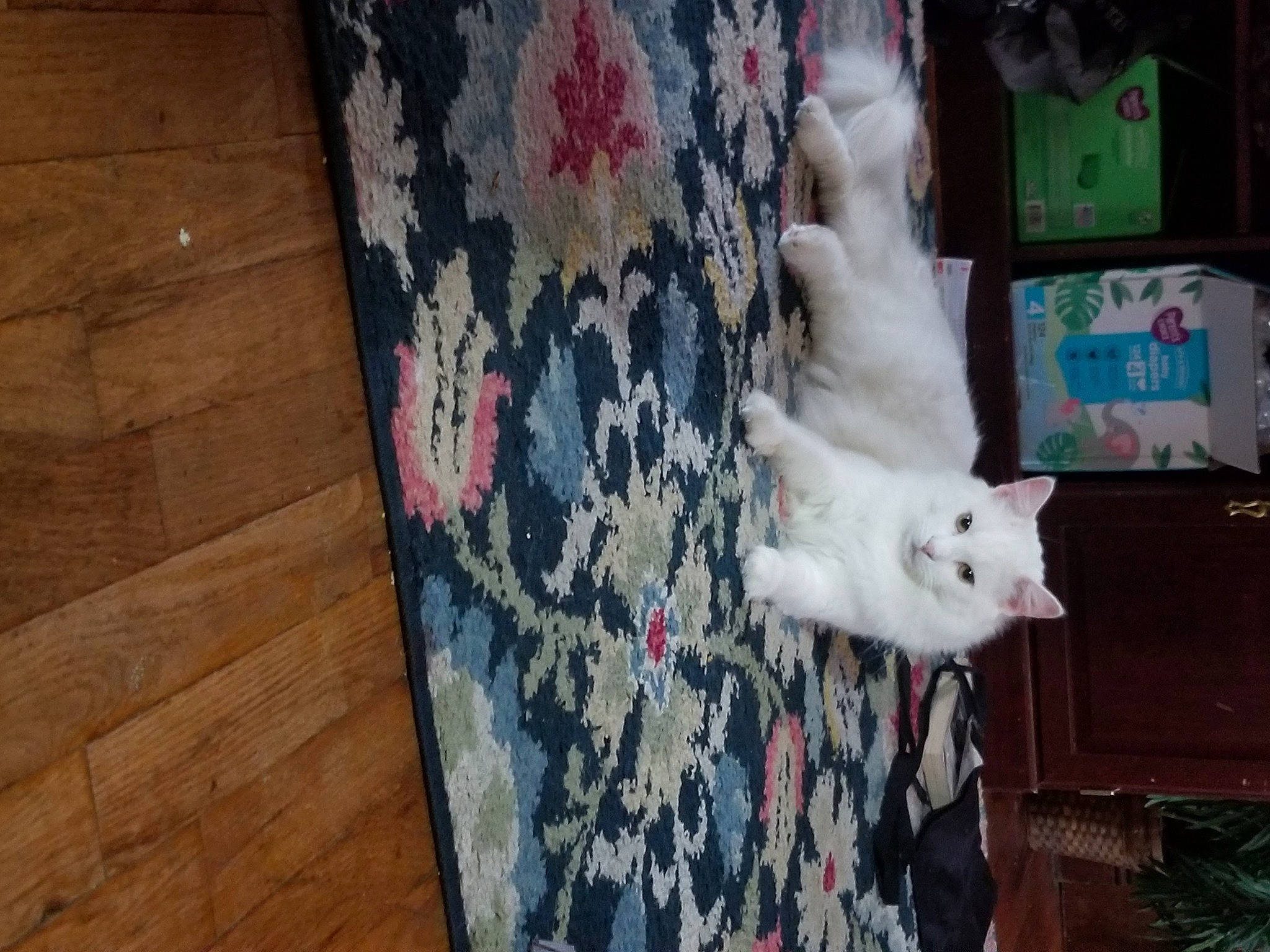 Arista is registered to the contest to win money with this photo: canidae, carnivore, cat, chair, domestic_short_haired_cat, fawn, felidae, flooring, fur, hardwood, pattern, plank, plant, small_to_medium_sized_cats, tail, tree, varnish, whiskers, wood, wood_stain