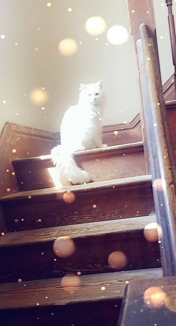 Arista is registered to the contest to win money with this photo: carnivore, cat, domestic_short_haired_cat, event, felidae, fur, glass, lens_flare, metal, room, sitting, small_to_medium_sized_cats, stairs, tail, whiskers, window, wood