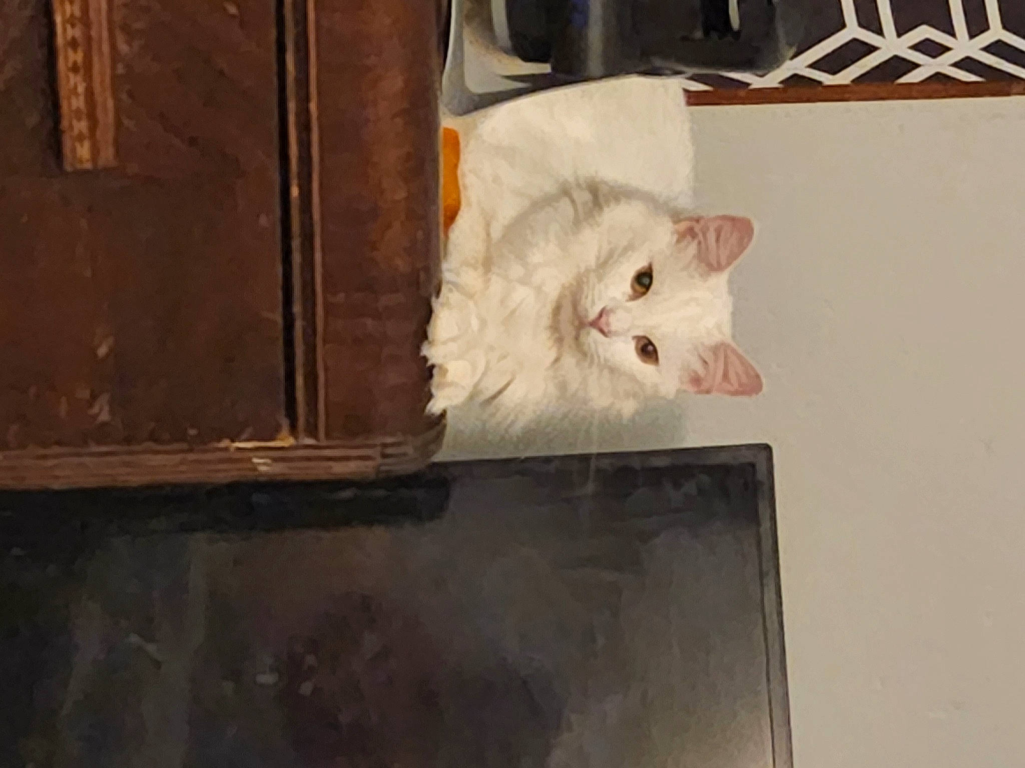 Arista is registered to the contest to win money with this photo: carnivore, cat, domestic_short_haired_cat, felidae, fur, gas, hardwood, metal, paw, small_to_medium_sized_cats, snout, tail, tints_and_shades, whiskers, wood