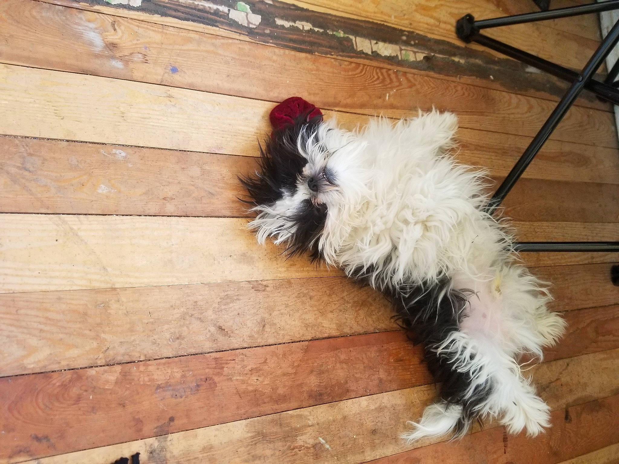 Aandy joined the competition — help win amazing prizes! carnivore, companion_dog, dog, dog_breed, fawn, felidae, floor, flooring, fur, hardwood, laminate_flooring, paw, road_surface, small_to_medium_sized_cats, tail, terrier, tints_and_shades, toy_dog, wood, wood_flooring