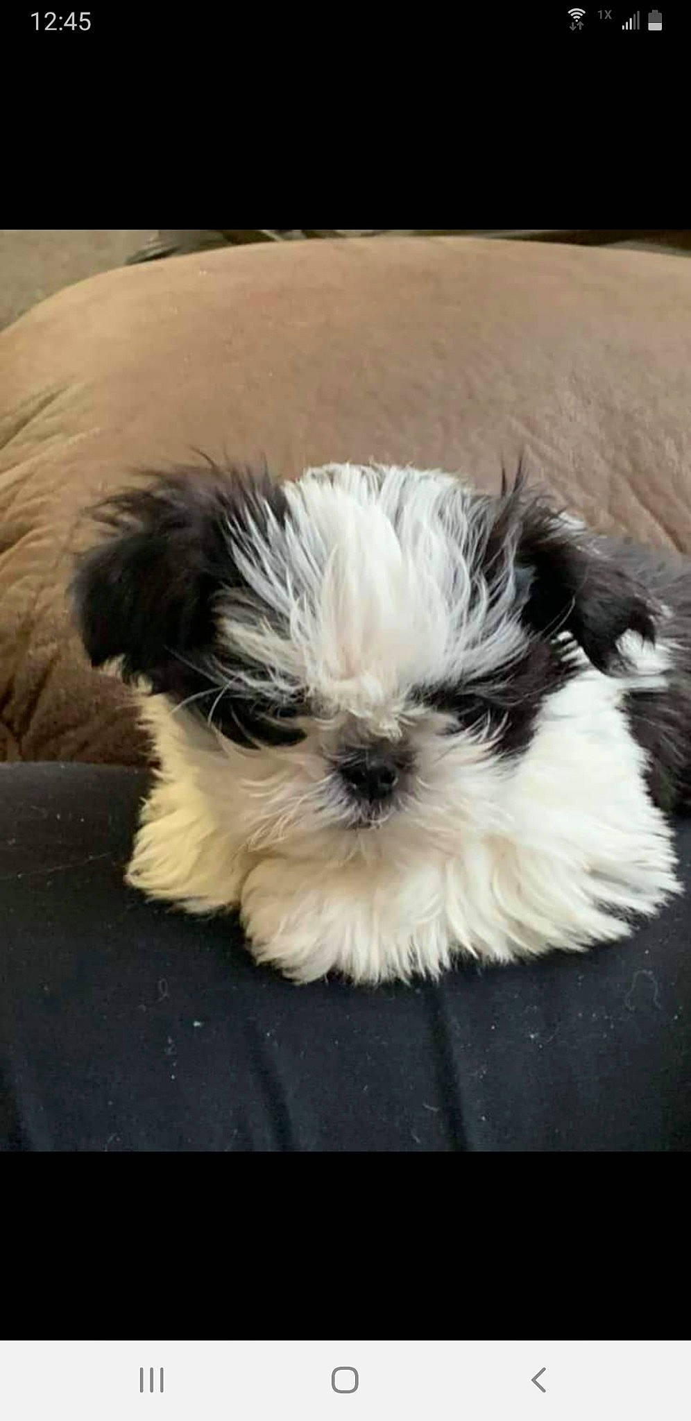 Aandy is registered to the contest to win money with this photo: canidae, carnivore, companion_dog, dog, dog_breed, dog_supply, fawn, fur, mal_shi, maltepoo, shih_poo, shih_tzu, small_terrier, snout, sporting_group, tail, terrier, toy_dog, whiskers, working_animal