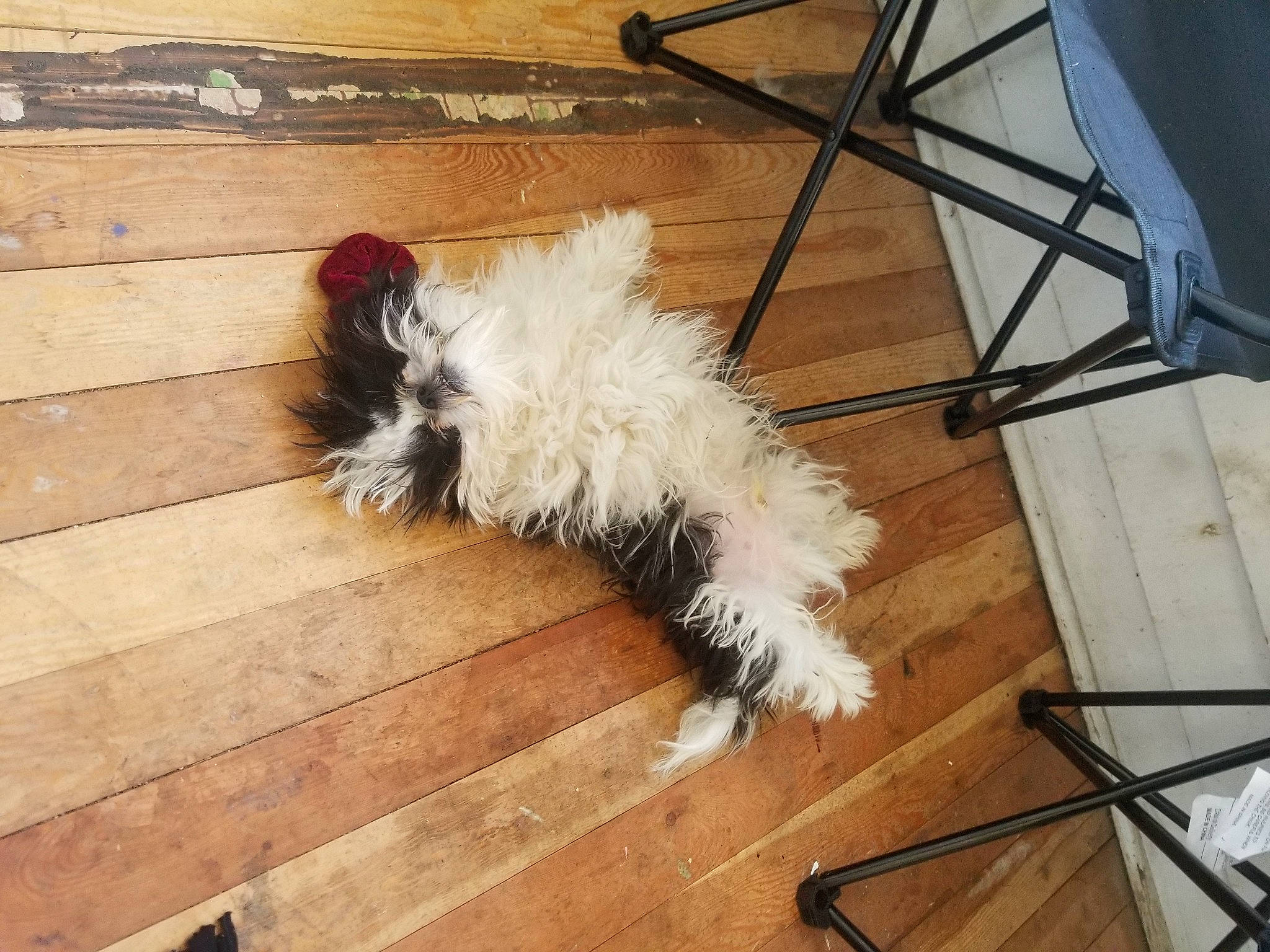 Aandy joined the competition — help win amazing prizes! canidae, carnivore, companion_dog, dog, dog_breed, fawn, floor, flooring, fur, hardwood, laminate_flooring, paw, sidewalk, small_terrier, sporting_group, tail, terrier, toy_dog, wood, wood_flooring