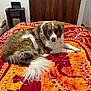 dog, bedspread, indoor, brown, white, furniture, heater, wooden_cabinet, patterned, cozy, pet, lying_down, fluffy, tail, comfort, animal, resting, home, floor, blanket
