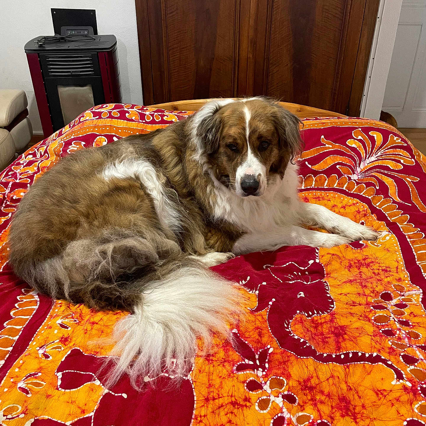 Maya participe au concours pour gagner de l'argent avec cette photo : animal, bedspread, blanket, brown, comfort, cozy, dog, floor, fluffy, furniture, heater, home, indoor, lying_down, patterned, pet, resting, tail, white, wooden_cabinet