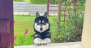 Siana a rejoint le concours — aidez-le/la à gagner de superbes lots ! dog, black_and_white, outdoor, garden, flowers, greenery, window, ledg, curious, pet, animal, nature, plants, fence, daylight, ears, snout, paws, grass, shrubbery
