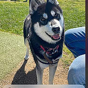 Siana a rejoint le concours — aidez-le/la à gagner de superbes lots ! dog, grass, person, jeans, sunlight, outdoor, notification, smartphone, screen, time, shadow, happy, pet, collar, park, daylight, nature, technology, animal, canine