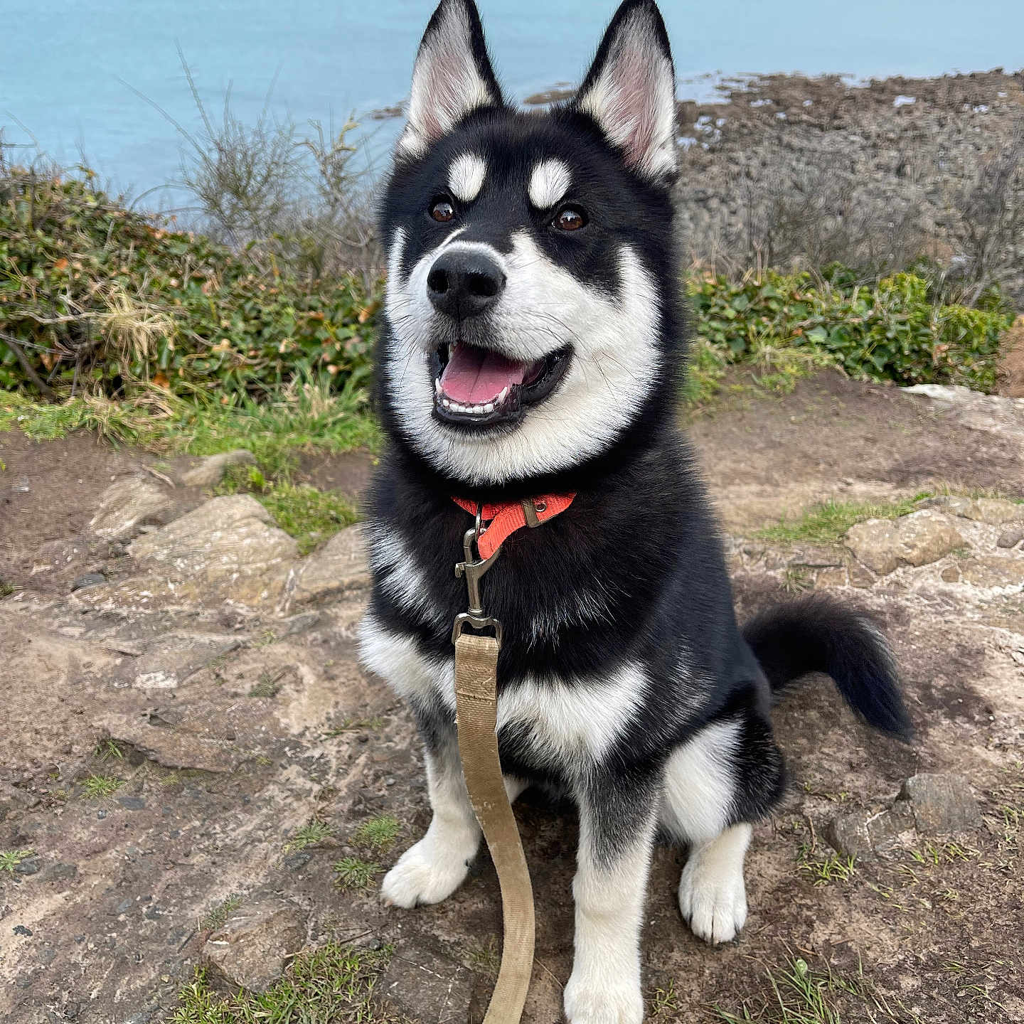 Siana a rejoint le concours — aidez-le/la à gagner de superbes lots ! dog, black_and_white, sitting, collar, leash, outdoor, rocky_terrain, water, nature, happy, pet, canine, fur, ears, tongue, smiling, landscape, sky, grass, adventure