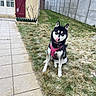 Siana a rejoint le concours — aidez-le/la à gagner de superbes lots ! dog, sitting, pink_harness, grass, snow, yard, house, tiled_walkway, fence, outdoor, pet, canine, black_and_white, licking_nose, garden, winter, shrub, building, daylight, domestic_animal