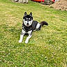 Siana participe au concours pour gagner de l'argent avec cette photo : dog, husky, grass, backyard, fence, outdoor, happy, pet, animal, nature, green, lawn, summer, canine, resting, playful, small_flowers, wood, kayak, daytime