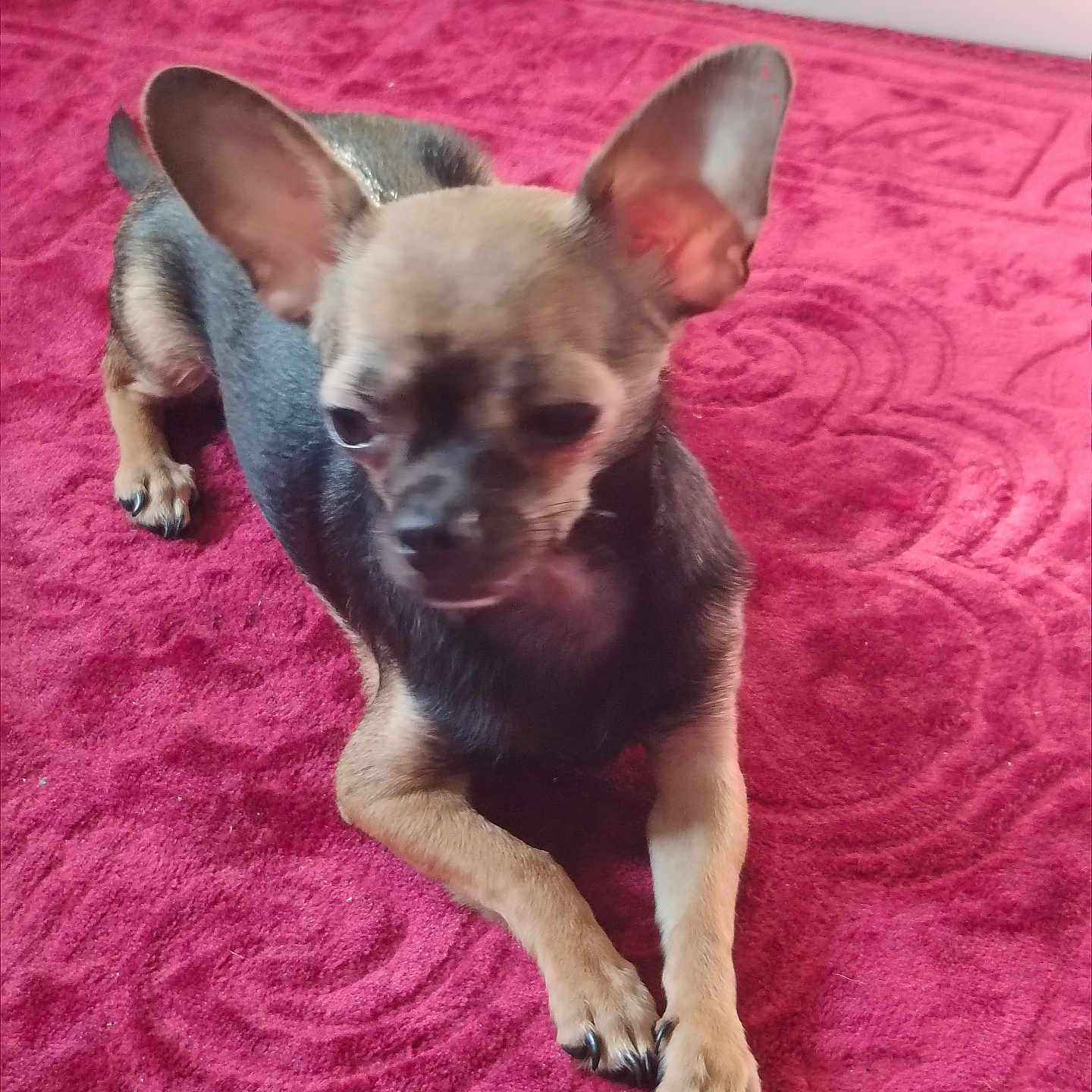 Elie a rejoint le concours — aidez-le/la à gagner de superbes lots ! animal, canine, carpet, chihuahua, closeup, companion, cute, dog, domestic_animal, ears, fur, indoor, lying_down, mammal, paws, pet, portrait, red_carpet, relaxed, small_dog
