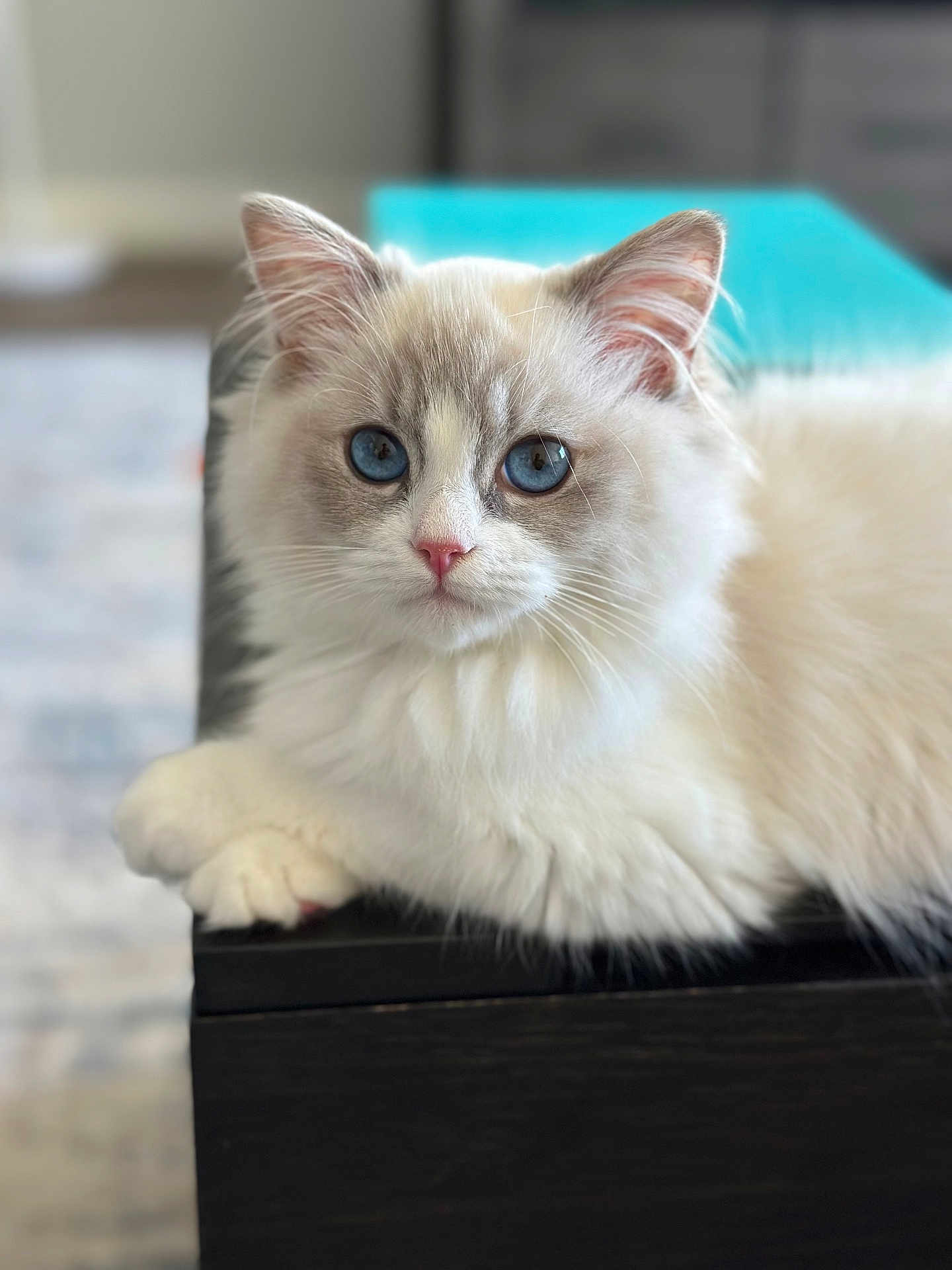 Cosmo