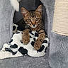 cat, kitten, tabby, animal, pet, feline, portrait, closeup, sitting, lying_down, blue_eyes, whiskers, paws, striped_fur, cat_tower, scratching_post, plush, blanket, indoor, cute