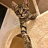 Blue a rejoint le concours — aidez-le/la à gagner de superbes lots ! cat, kitten, tabby, animal, pet, feline, striped_fur, wide_eyes, whiskers, ears, paws, tail, climbing, cat_tree, scratching_post, indoor, portrait, close_up, fluffy, adorable