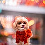 dog, small_dog, poodle, orange_sweater, pet, cute, fluffy, licking_nose, bokeh, blurred_background, indoor, warm_lighting, portrait, animal, standing, fur, adorable, cozy, playful, friendly