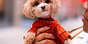 Basil joined the competition — help win amazing prizes! dog, small_dog, puppy, pet, cute, fluffy, orange_sweater, hand, person, holding, portrait, outdoor, blurred_background, warm_colors, fashion, cozy, cute_pet, animal, friendly, closeup