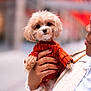 dog, small_dog, puppy, pet, cute, fluffy, orange_sweater, hand, person, holding, portrait, outdoor, blurred_background, warm_colors, fashion, cozy, cute_pet, animal, friendly, closeup