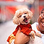 Basil joined the competition — help win amazing prizes! dog, small_dog, pet, yawning, orange_sweater, person, hand, knit_sweater, smiling, bokeh, outdoor, warm_colors, cute, cozy, portrait, animal, fur, face, holding, happy