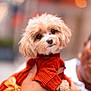 Basil is registered to the contest to win money with this photo: dog, puppy, small_dog, fluffy, orange_sweater, bow, hand, person, holding, cute, pet, animal, portrait, soft_lighting, bokeh, warm_colors, outdoor, close_up, fur, adorable