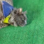 Daisy joined the competition — help win amazing prizes! cat, gray_cat, fur, pet, animal, lying_down, harness, blue_harness, yellow_harness, green_background, outdoor, texture, whiskers, ears, side_view, close_up, domestic_cat, relaxed, resting, curious