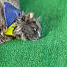 cat, gray_cat, fur, pet, animal, lying_down, harness, blue_harness, yellow_harness, green_background, outdoor, texture, whiskers, ears, side_view, close_up, domestic_cat, relaxed, resting, curious