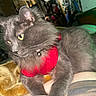 Daisy joined the competition — help win amazing prizes! cat, gray_cat, feline, pet, collar, bell, yellow_eyes, fluffy, fur, bed, blanket, indoor, animal, resting, looking_away, closeup, domestic_cat, cute, whiskers, soft