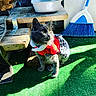 Daisy joined the competition — help win amazing prizes! cat, pet, animal, gray_cat, costume, outdoor, sunlight, green_turf, broom, wooden_steps, curious, feline, fur, domestic_cat, indoor_outdoor, cute_outfit, shadow, home, resting, whiskers