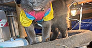 Daisy joined the competition — help win amazing prizes! cat, gray_cat, sombrero, costume, colorful_clothing, cat_tree, indoor, pet, furry, animal, whiskers, green_eyes, tail, lamp, cord, basement, furniture, box, cushion, playful