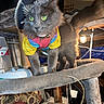 cat, gray_cat, sombrero, costume, colorful_clothing, cat_tree, indoor, pet, furry, animal, whiskers, green_eyes, tail, lamp, cord, basement, furniture, box, cushion, playful