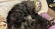 Finn joined the competition — help win amazing prizes! animal, bed, blanket, cat, controller, cozy, cream, curled_up, feline, floor, fur, gaming_console, home, indoor, pet, purple, relaxed, sleeping, soft, wooden_floor