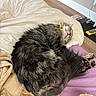 cat, sleeping, bed, blanket, fur, cozy, indoor, purple, cream, relaxed, pet, animal, feline, curled_up, soft, home, floor, wooden_floor, gaming_console, controller