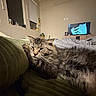 cat, tabby_cat, couch, indoor, living_room, window, blanket, plant, television, furniture, resting, pet, fur, cozy, relaxed, home, animal, mammal, whiskers, domestic_cat