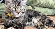 Finn is registered to the contest to win money with this photo: cat, tabby, fluffy, green_eyes, pet, indoor, cushion, floor, wooden_floor, relaxed, animal, mammal, feline, fur, whiskers, yellow_collar, resting, close_up, domestic_cat, house