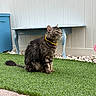cat, tabby_cat, yellow_collar, grass, bench, blue_bench, outdoor, garden, pet, feline, fur, side_view, domestic_animal, green_grass, white_wall, rock_garden, pavement, curious, sitting, animal