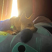 Kanovi is registered to the contest to win money with this photo: dog, sleeping, plush_toy, purple_sweater, indoor, sunlight, window, cozy, pet, resting, collar, animal, soft_light, brown_dog, quiet, relaxation, cute, furry, comfort, home