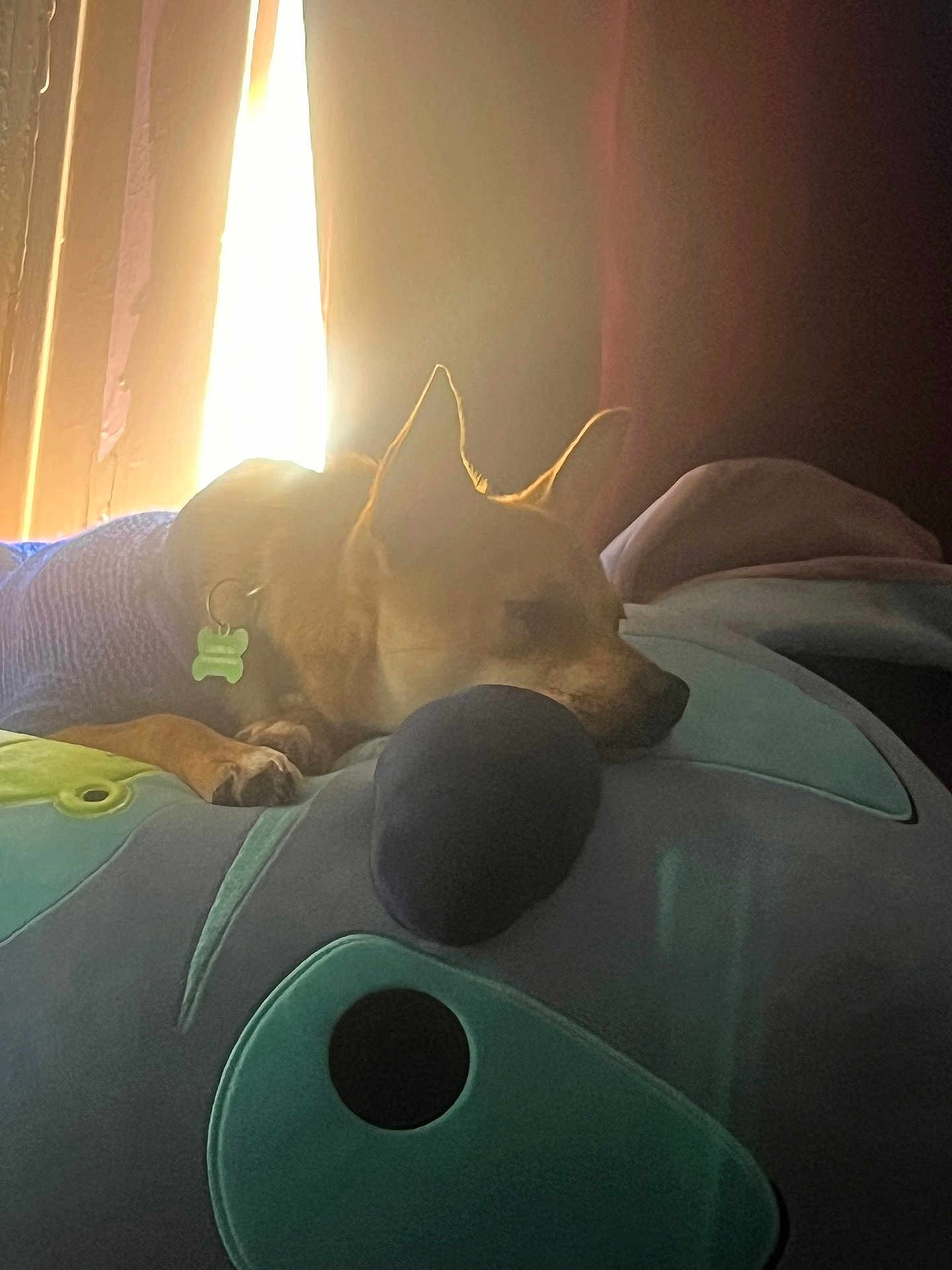 Kanovi is registered to the contest to win money with this photo: dog, sleeping, plush_toy, purple_sweater, indoor, sunlight, window, cozy, pet, resting, collar, animal, soft_light, brown_dog, quiet, relaxation, cute, furry, comfort, home