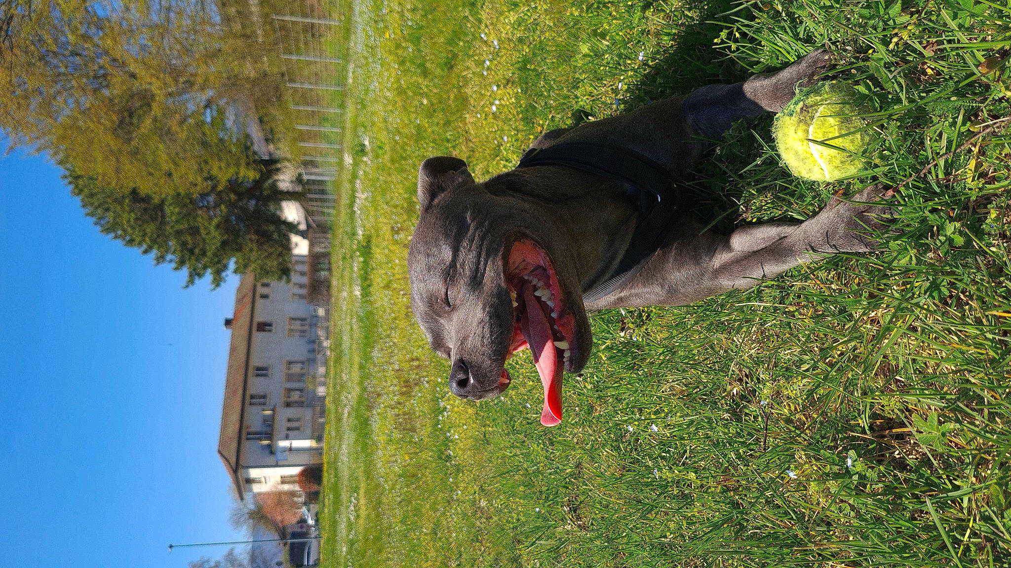 Mia a rejoint le concours — aidez-le/la à gagner de superbes lots ! adventure, building, canidae, dog_breed, fun, grass, guard_dog, leisure, plant, recreation, sky, sporting_group, tail, tree, trunk, working_animal