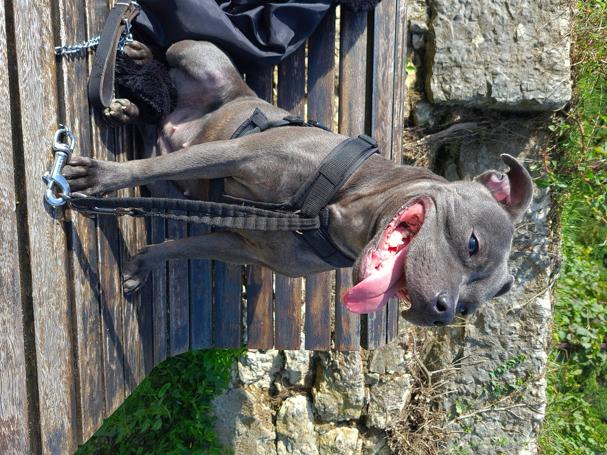 Mia a rejoint le concours — aidez-le/la à gagner de superbes lots ! art, carmine, grass, lawn_ornament, metal, plant, sculpture, snout, statue, terrestrial_animal, wood, working_animal