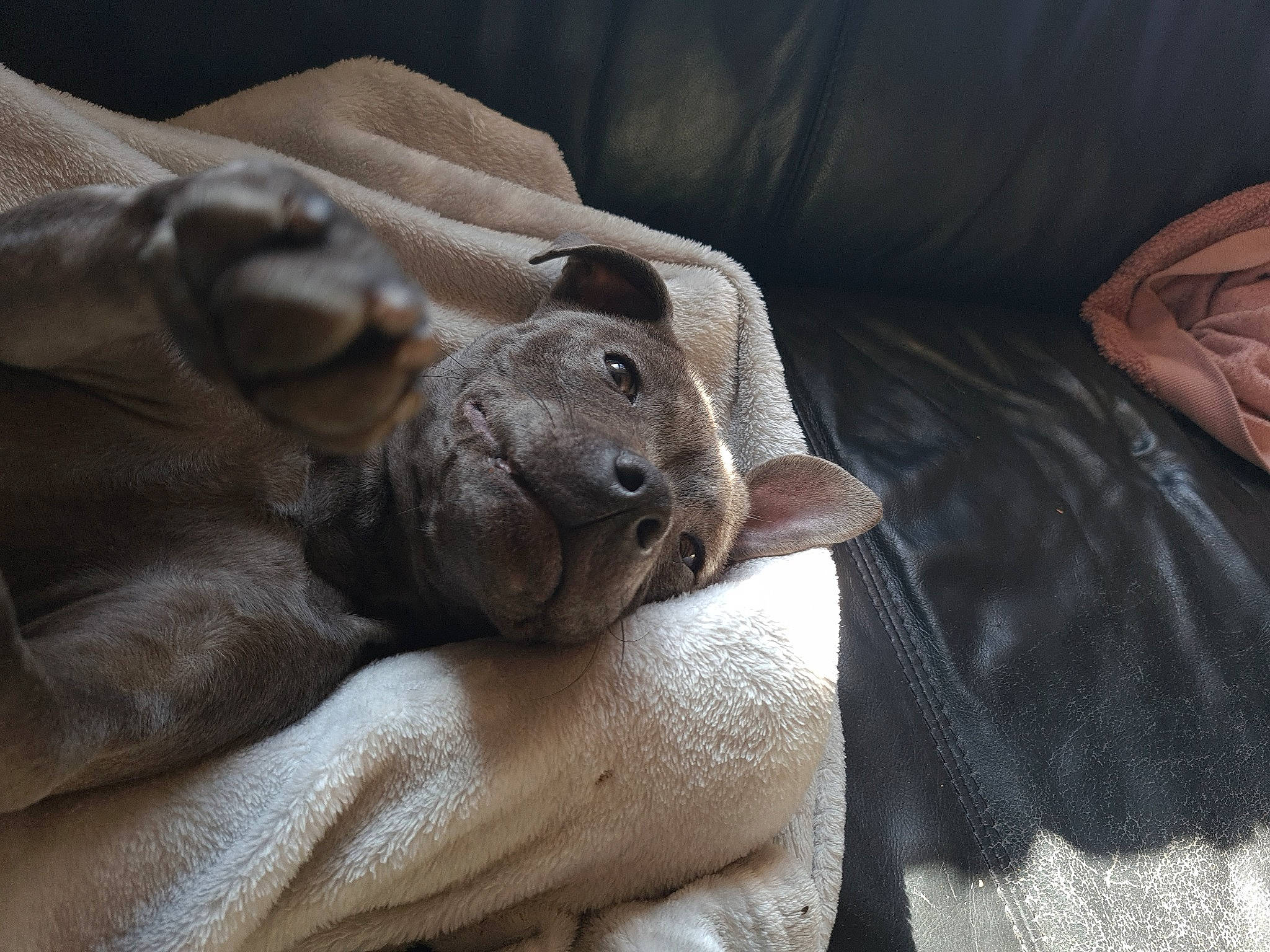 Mia a rejoint le concours — aidez-le/la à gagner de superbes lots ! canidae, comfort, companion_dog, couch, dog_breed, fawn, finger, grey, linens, mammal, snout, sporting_group, stuffed_toy, terrestrial_animal, textile, toy, whiskers, wood, working_animal, wrinkle